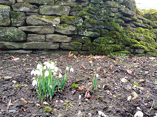 Wall with snowdrops