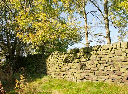 Wall in Summer